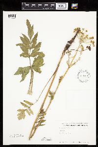 Pastinaca sativa image