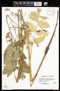 Pastinaca sativa image