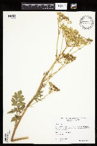 Pastinaca sativa image