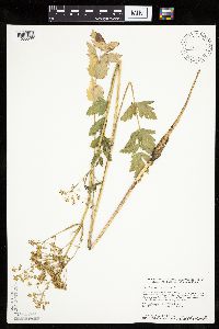 Pastinaca sativa image