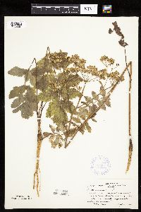 Pastinaca sativa image