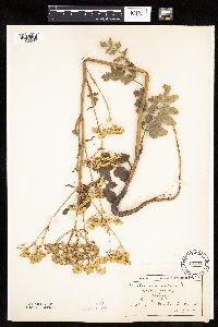 Pastinaca sativa image