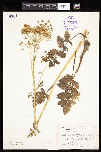 Pastinaca sativa image