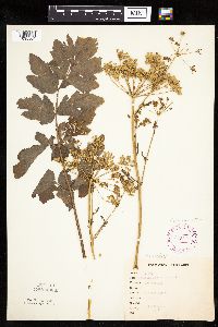Pastinaca sativa image