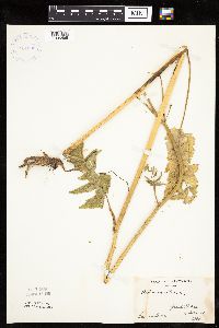 Pastinaca sativa image