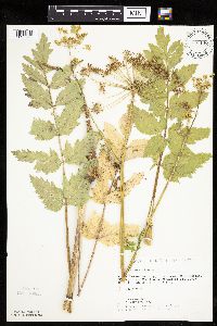 Pastinaca sativa image