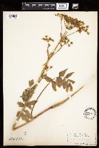 Pastinaca sativa image