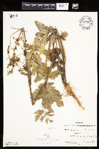 Pastinaca sativa image