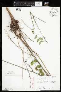 Media resource of Pimpinella saxifraga