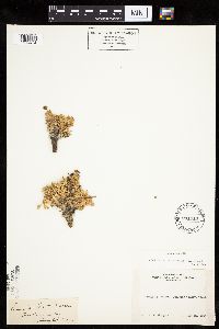 Thumbnail image of current specimen