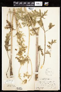 Media resource of Polytaenia nuttallii