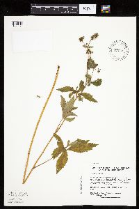 Sanicula canadensis image