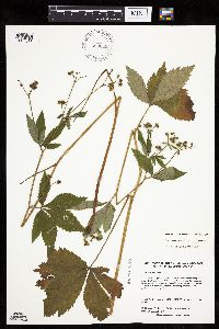 Sanicula canadensis var. grandis image