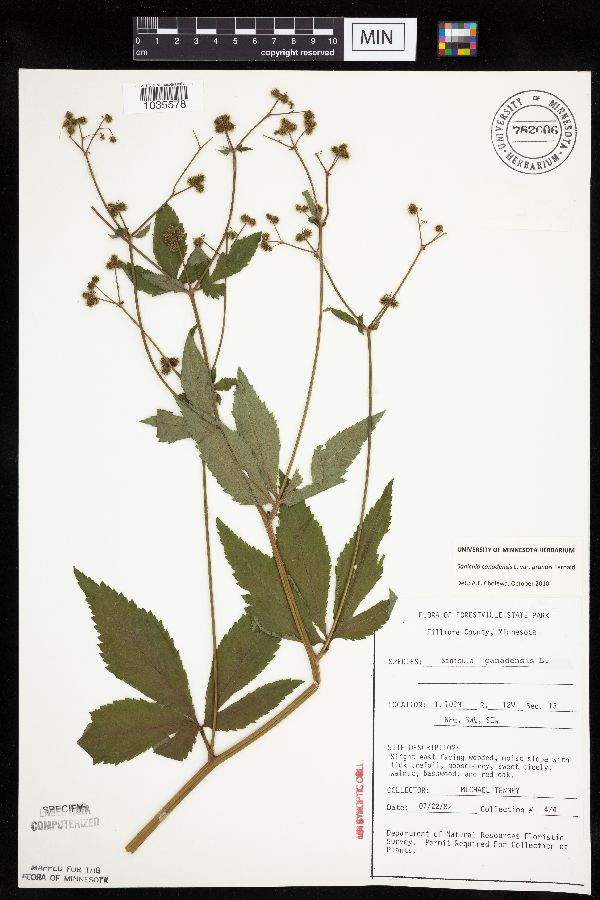 Sanicula canadensis var. grandis image