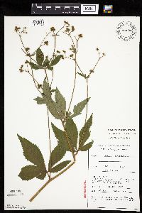Sanicula canadensis image