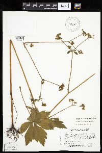 Sanicula canadensis var. canadensis image