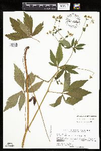 Sanicula canadensis var. canadensis image
