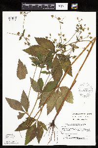 Sanicula canadensis var. canadensis image