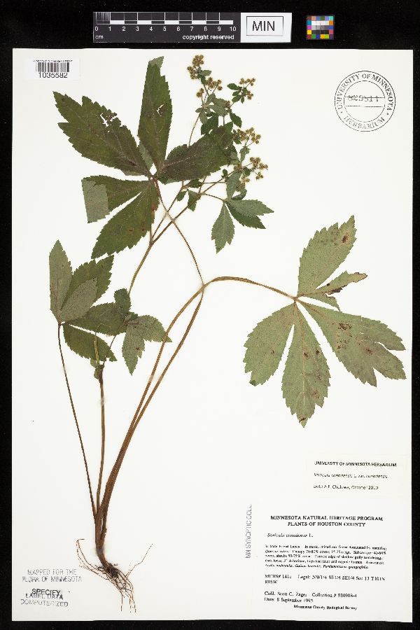 Sanicula canadensis var. canadensis image