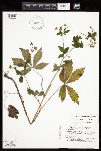 Sanicula canadensis var. canadensis image