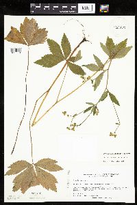 Sanicula canadensis var. canadensis image