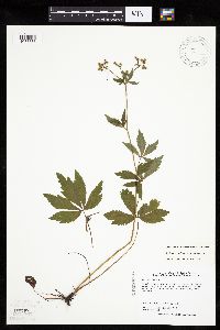 Sanicula canadensis var. canadensis image