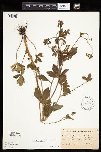 Sanicula canadensis image