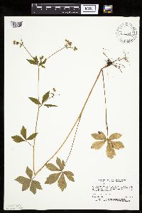 Sanicula canadensis image