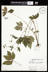 Sanicula canadensis image