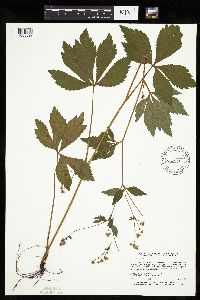 Sanicula canadensis image