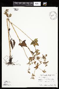 Sanicula canadensis image