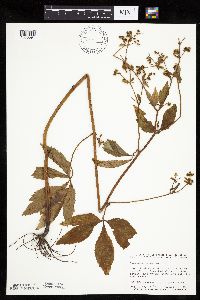 Sanicula canadensis image