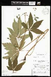 Sanicula canadensis image