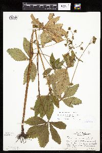 Sanicula canadensis image