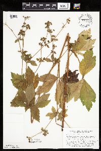 Sanicula canadensis image