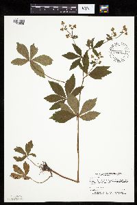 Sanicula canadensis image