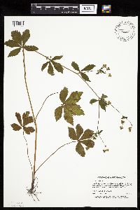 Sanicula canadensis image