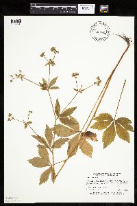 Sanicula canadensis image