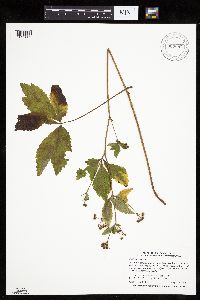 Sanicula canadensis image