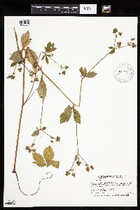 Sanicula canadensis image