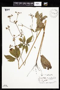 Sanicula canadensis image