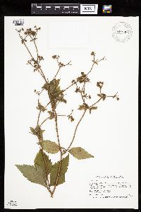 Sanicula canadensis image