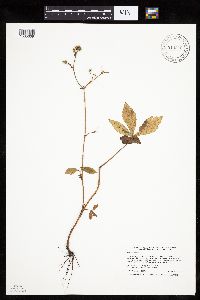 Sanicula canadensis image