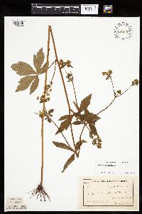 Sanicula canadensis image