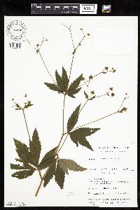 Sanicula canadensis image