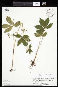 Sanicula canadensis image
