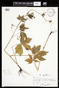 Sanicula canadensis image