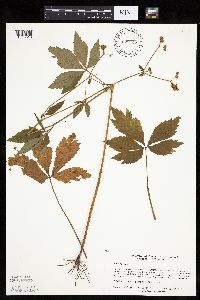 Sanicula canadensis image