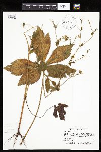 Sanicula canadensis image