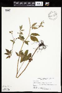 Sanicula canadensis image